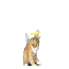 🐈