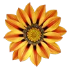 🌻