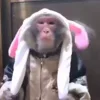 🐒