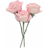 🌹