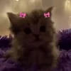 🎀