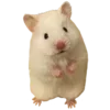 🐹