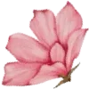 🌺