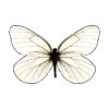 🦋