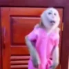 🐒