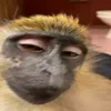 🐒