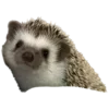 🦔