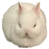 🐰