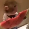 🐒