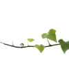 🌿