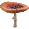 🍄
