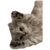 🐱