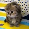 🐱