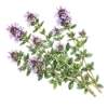 🌿