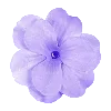 🌺