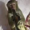 🐒