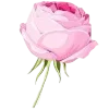 🌹