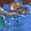 🐒