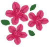 🌷