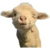 🐏