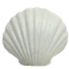 🐚