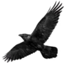 🦅