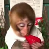 🐒