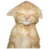 🐱