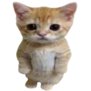 🐈