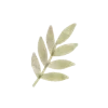 🌿