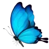 🦋