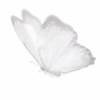 🦋