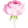 🌹