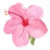 🌺