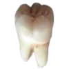 🦷