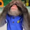 🐒