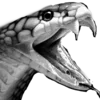 🐍