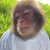 🐒