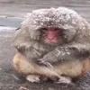 🐒
