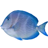 🐟