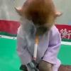 🐒