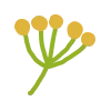 🌼