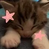 🌟
