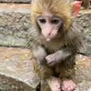 🐒