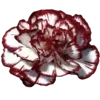 🥀