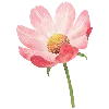 🌷