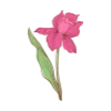 🌷