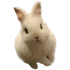 🐰