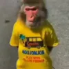 🐒