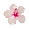 🌸